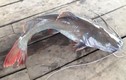 Khám phá thú vị cá lăng đuôi đỏ, đặc sản nổi tiếng Tây Nguyên