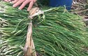 Khám phá thú vị về cây ném, trồng nhiều ở Huế
