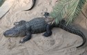 Soi cá sấu “quái thú” giết chết người nhiều nhất