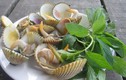 Những điều thú vị về con sò mồng, có nhiều ở Phú Yên