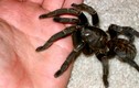Loài nhện khổng lồ ở Việt Nam, mệnh danh “hùm xám phòng the”