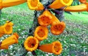 Kỳ lạ cây có hoa mọc từ thân, có thể nấu ăn ở VN 