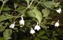 Bất ngờ “sốc” về cây kiến cò hoa trắng rất xinh của VN