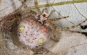 Khám phá sửng sốt loài nhện hình dáng như miếng sushi