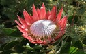 Khám phá thú vị loài hoa Protea - quốc hoa xứ Nam Phi