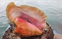 "Soi" loài ốc biển đẹp lộng lẫy, quý hiếm ở Việt Nam