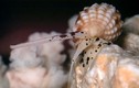 Vạch trần loài ốc có độc gây tử vong, không thuốc giải