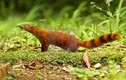 Độc đáo loài cầy có đuôi lạ không tưởng, "khoái" ăn rắn kịch độc