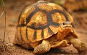 Kỳ thú loài rùa trông như lưỡi cày, quý hiếm độc đáo bậc nhất