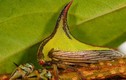 "Soi" loài bọ gai dị thường, cực hiếm gặp trên Trái đất 