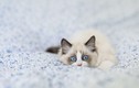 Chết mê loài mèo có mắt xanh biếc tuyệt đẹp, lông "sang chảnh"
