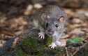 Sự thực bất ngờ về loài chuột cống, “đặc sản” ở Việt Nam