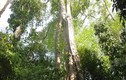 Sự thật sửng sốt cây kiền kiền cho gỗ quý ở Việt Nam