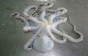 "Soi" loài bạch tuộc Mada rất được yêu thích tại Việt Nam 
