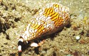 Loài ốc sên có vẻ ngoài “lừa tình” nhưng giết người trong nháy mắt