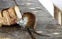 COVID-19: Nguy cơ xuất hiện loại chuột đáng sợ như phim kinh dị