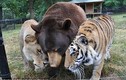 Tình bạn hi hữu hơn 10 năm của bộ ba gấu, hổ và sư tử 