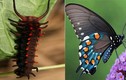 Bất ngờ màn “dậy thì thành công” của 10 loài bướm đẹp nhất Thế giới