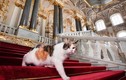 Kỳ lạ bảo tàng thuê “bảo vệ mèo” để trông giữ báu vật 