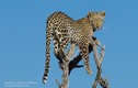 Ảnh động vật: Báo đốm hung dữ run rẩy trên ngọn cây vì sợ bầy chó hoang 