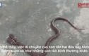 Video: Cận cảnh con rắn hai đầu siêu hiếm trong tự nhiên