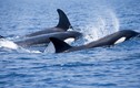 Cuộc chiến gay cấn giữa cá nhà táng và đàn cá voi sát thủ