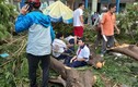 Phượng bật gốc đè chết học sinh: "Mổ xẻ" lý do cây đổ