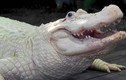 Cá sấu hoả tiễn không “góp mặt” top cá sấu hiếm nhất thế giới