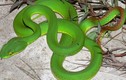 Kinh hãi những loài rắn cực độc đang được nuôi tại Việt Nam