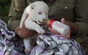 Sư tử trắng siêu hiếm bất ngờ chào đời ở vườn thú Tây Ban Nha