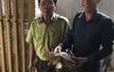 “Nhận diện” rùa sen vàng quý hiếm vừa xuất hiện ở Bình Dương