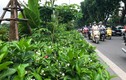 Cận cảnh hàng hoa nhài trồng dọc đường đi bộ ven sông Tô Lịch