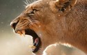 Tiết lộ bất ngờ về răng nanh các “siêu sát thủ” trong TG động vật 