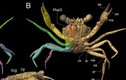 Kinh ngạc con cua 100 triệu năm tuổi “mắc kẹt” ngoạn mục trong hổ phách 