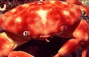 Biến đổi khí hậu ảnh hưởng sao tới động vật giáp xác biển? 
