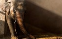 Chú voi từng được mệnh danh "cô độc nhất thế giới" giờ ra sao?
