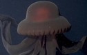 Hiếm hoi chạm mặt sứa ma khổng lồ ẩn mình dưới biển sâu 