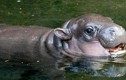"Cute" lạc lối chú hà mã nấm lùn vừa chào đời tại vườn thú Sydney 