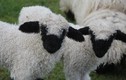 Tan chảy vẻ đẹp cừu mũi đen "dễ thương nhất thế giới" 
