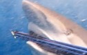 Ảnh cực độc về các loài cá mập thống lĩnh đại dương