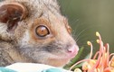 Tan chảy loạt ảnh động vật đáng yêu trong vườn thú Úc 