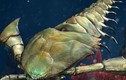 Phát hiện hóa thạch bọ cạp biển, chuyên gia thốt lên: "Là quái vật!" 