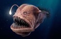Những "quái vật" kỳ lạ nhất dưới đáy đại dương, ai thấy cũng giật mình 