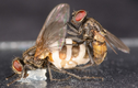 Kinh hoàng loài nấm tạo ra “tình dược”, biến ruồi thành thây ma