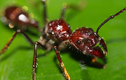 Loài kiến "bé hạt tiêu" sở hữu nọc độc khủng khiếp nhất quả đất 