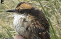 Loài chim mới phát hiện ở Nam Mỹ có gì khiến chuyên gia "phát sốt"? 