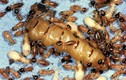 Chết khiếp với những món ăn kinh dị từ ấu trùng