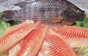 Phát hiện sốc: Ăn cá rô phi có thể bị ung thư