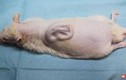 Video: Kỳ lạ tai người “mọc” trên lưng chuột ở Nhật Bản