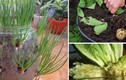 8 loại rau củ trồng 1 lần, mọc đi mọc lại vĩnh viễn
